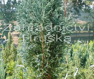 cypřišek - Chamaecyparis lawsoniana 'Ellwoodii'