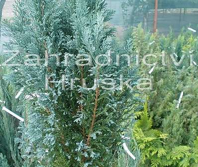 cypřišek - Chamaecyparis lawsoniana 'Ellwoodii'