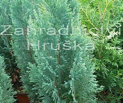 cypřišek - Chamaecyparis lawsoniana 'Ellwoodii'
