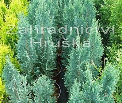 cypřišek - Chamaecyparis lawsoniana 'Ellwoodii'