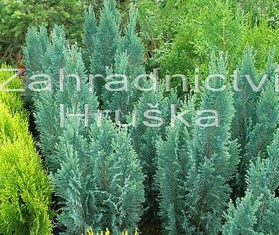 cypřišek - Chamaecyparis lawsoniana 'Ellwoodii'