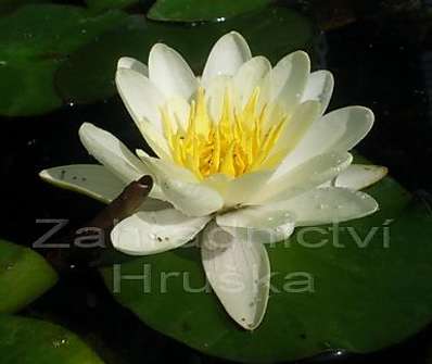 Nymphaea Marliacea Albida