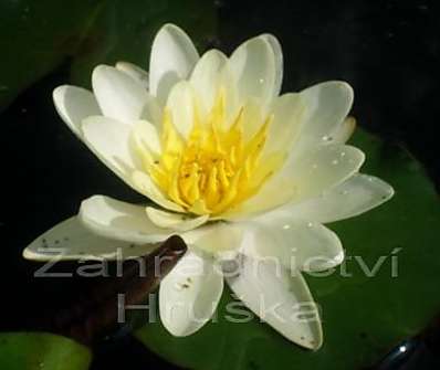 Nymphaea Marliacea Albida