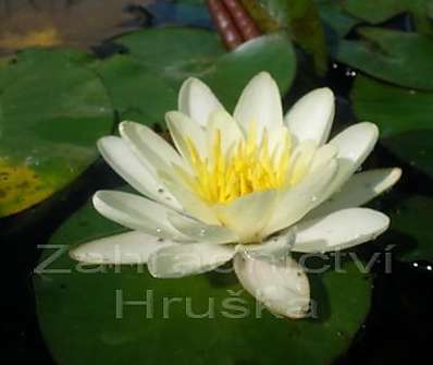 Nymphaea Marliacea Albida