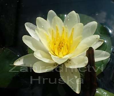 Nymphaea Marliacea Albida