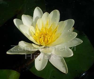 Nymphaea Marliacea Albida