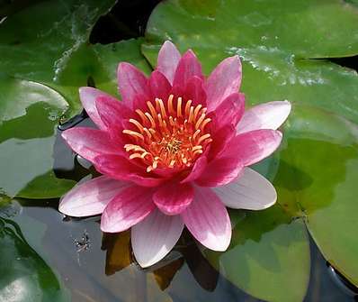 Nymphaea Fire Crest