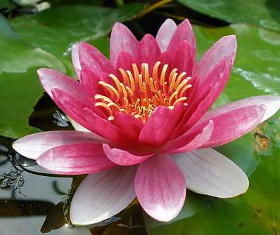 Nymphaea Fire Crest