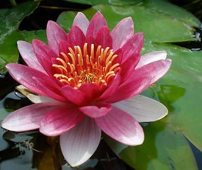 Nymphaea Fire Crest