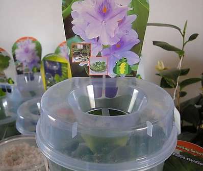 Eichhornia crassipes
