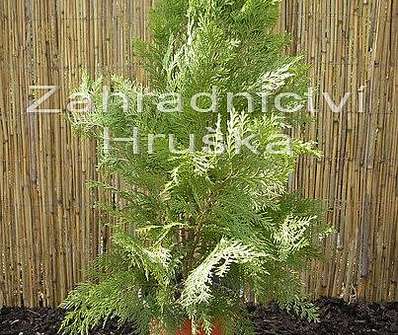 cypřišek - Chamaecyparis lawsoniana 'Erecta Aurea'
