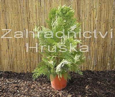 cypřišek - Chamaecyparis lawsoniana 'Erecta Aurea'