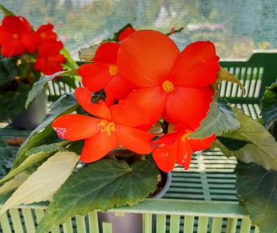 Begonia