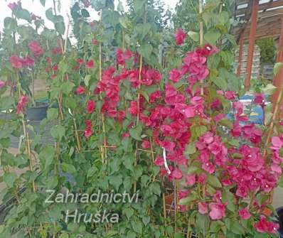 Bouganvilea