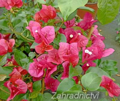Bouganvilea