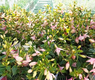 Fuchsie