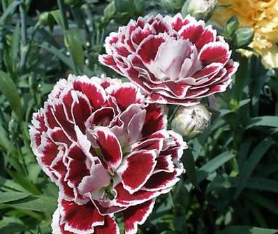 Dianthus
