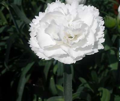 Dianthus