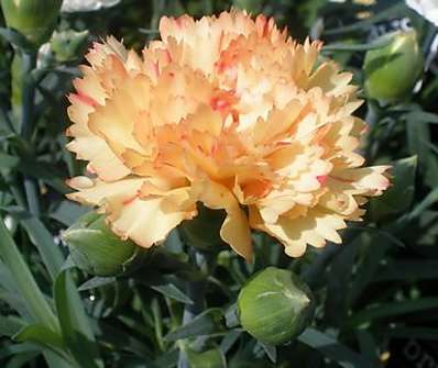 Dianthus