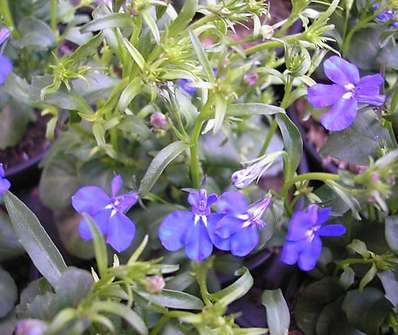 Lobelia.