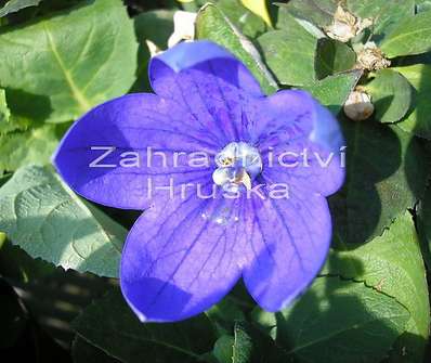 Platycodon Astra Blue