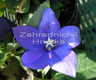 Platycodon Astra Blue