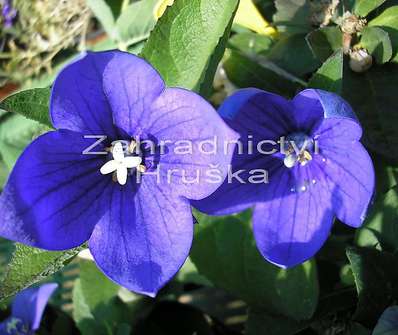 Platycodon Astra Blue