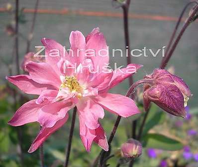 Aquilegia vulgaris Clementina Salmon Rose
