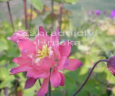Aquilegia vulgaris Clementina Salmon Rose