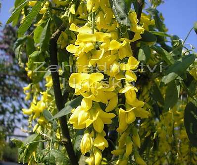 Štědřenec - Laburnum x  watereri 'Vossii'.