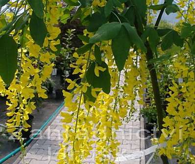 Štědřenec - Laburnum x  watereri 'Vossii'.