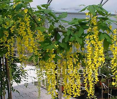 Štědřenec - Laburnum x  watereri 'Vossii'.