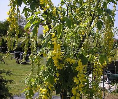 Štědřenec - Laburnum x  watereri 'Vossii'.