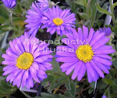 Aster alpinus