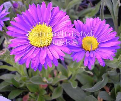 Aster alpinus
