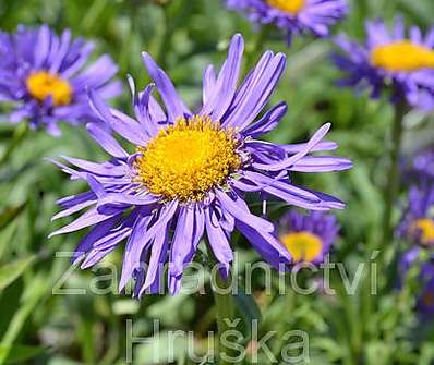 Aster alpinus