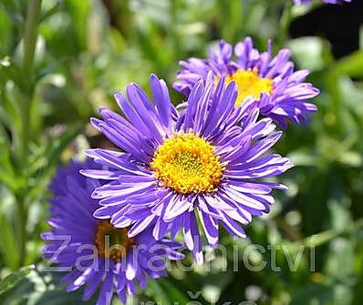 Aster alpinus