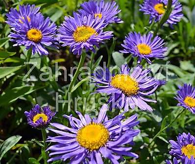 Aster alpinus
