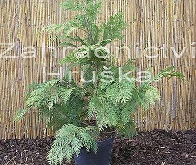 cypřišek - Chamaecyparis lawsoniana 'Ivonne'
