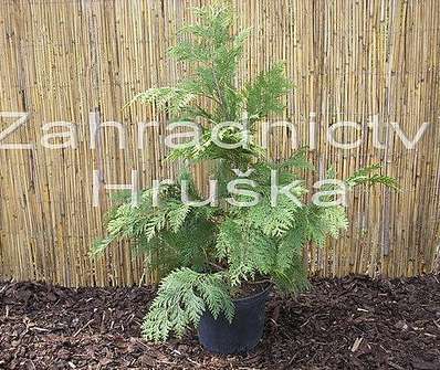 cypřišek - Chamaecyparis lawsoniana 'Ivonne'