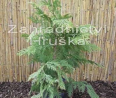 cypřišek - Chamaecyparis lawsoniana 'Ivonne'