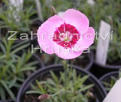 Dianthus plum. Blaunigel