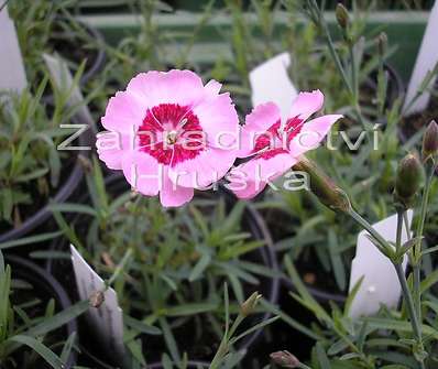Dianthus plum. Blaunigel