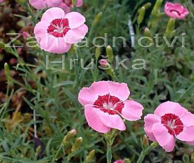 Dianthus plum. Blaunigel