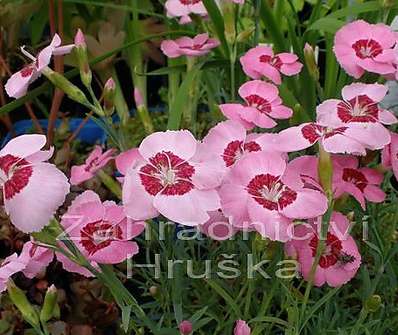 Dianthus plum. Blaunigel