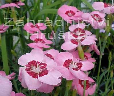 Dianthus plum. Blaunigel