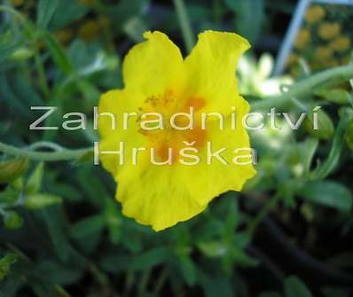 Helianthemum Sterntaler