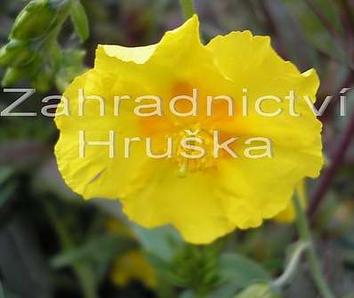 Helianthemum Sterntaler