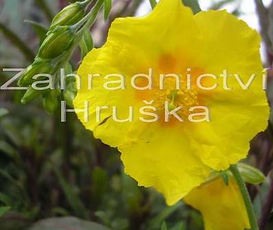 Helianthemum Sterntaler