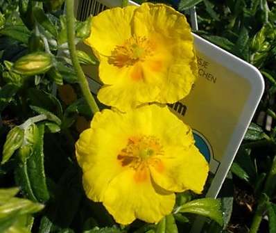 Helianthemum Sterntaler